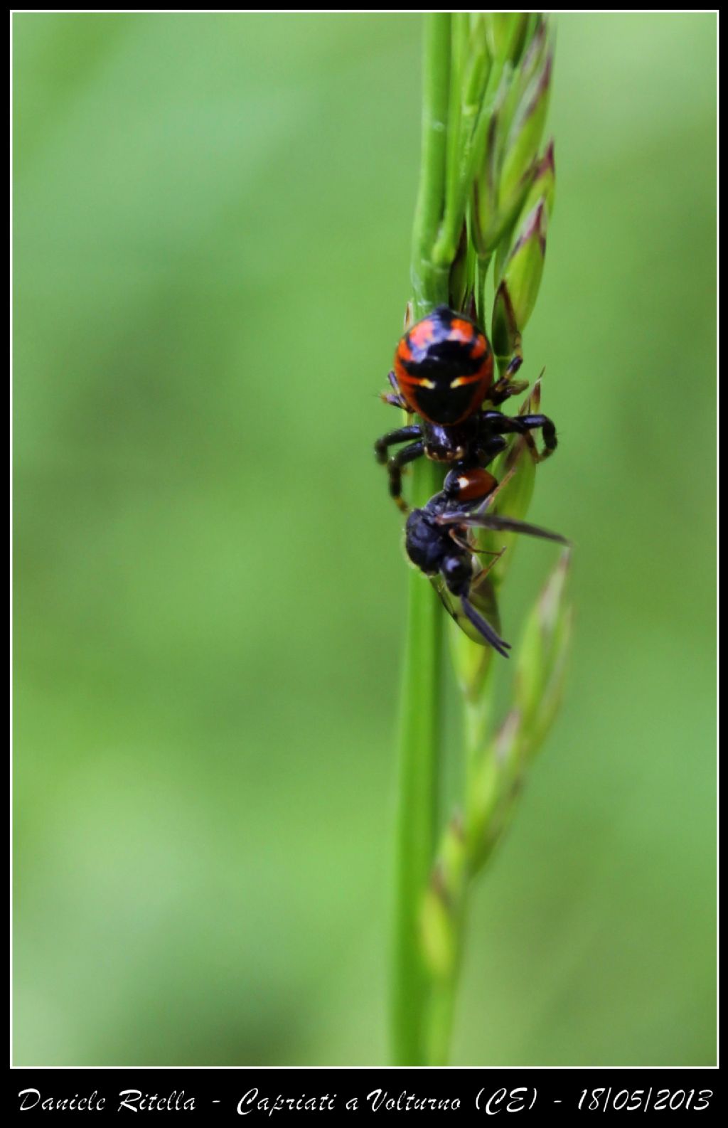 Synema globosum - Capriati a Volturno (CE)